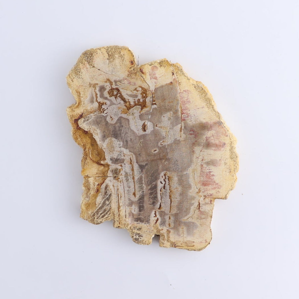 Petrified Wood Slices & Slabs Set of 4
