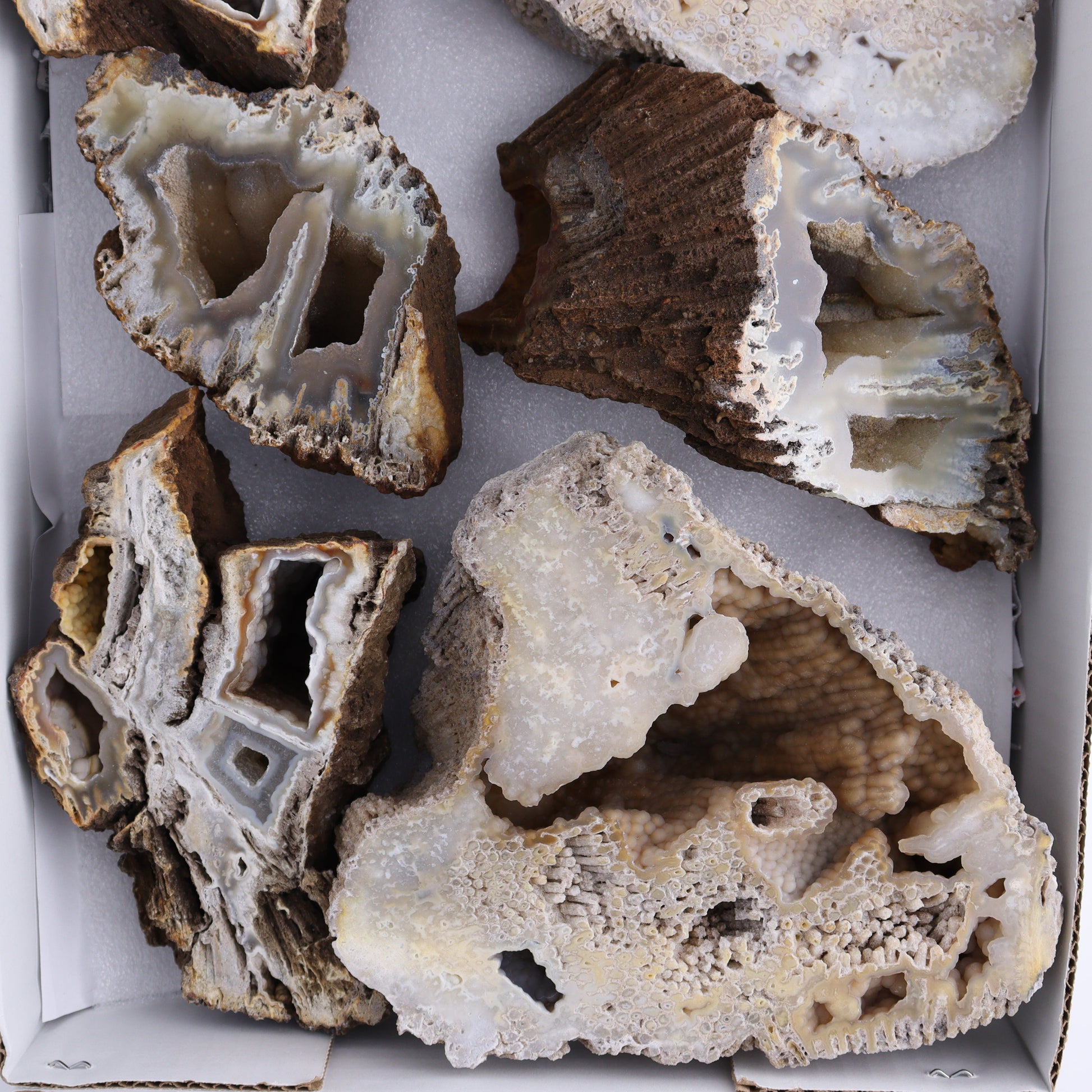 Agatized Coral Flat - Expert Wholesale and Supplier of Wholesale Crystals & Bulk Gemstones, ["Agate","Agatized Coral","Coral","United States"]