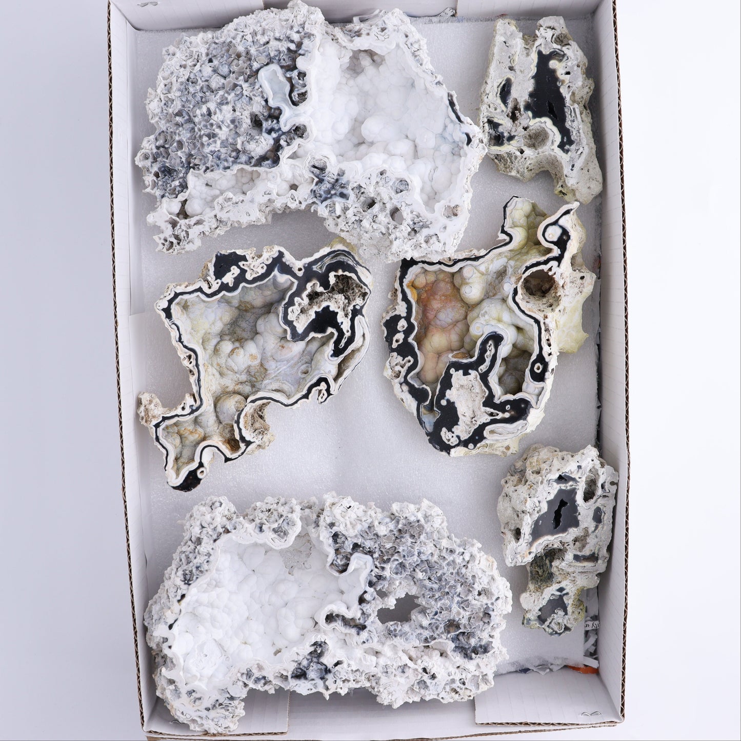 Agatized Coral Flat - Expert Wholesale and Supplier of Wholesale Crystals & Bulk Gemstones, ["Agate","Agatized Coral","Coral","United States"]