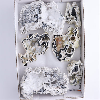 Agatized Coral Flat - Expert Wholesale and Supplier of Wholesale Crystals & Bulk Gemstones, ["Agate","Agatized Coral","Coral","United States"]