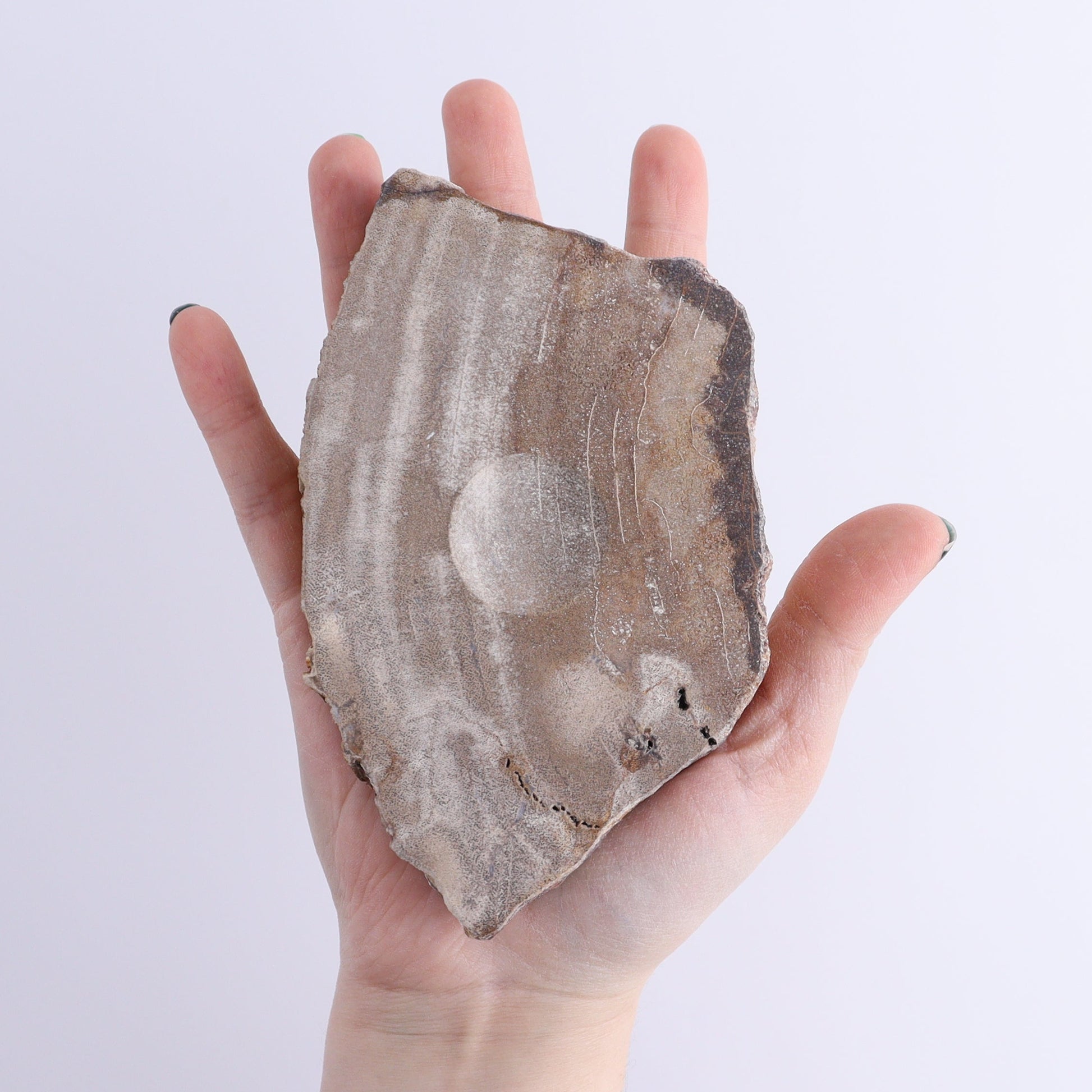 Petrified Wood Sphere Holders Set of 5 - Expert Wholesale and Supplier of Wholesale Crystals & Bulk Gemstones, ["Petrified Wood","sphere holder"]