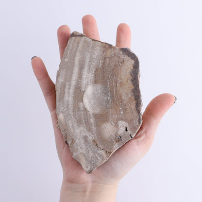 Petrified Wood Sphere Holders Set of 5 - Expert Wholesale and Supplier of Wholesale Crystals & Bulk Gemstones, ["Petrified Wood","sphere holder"]