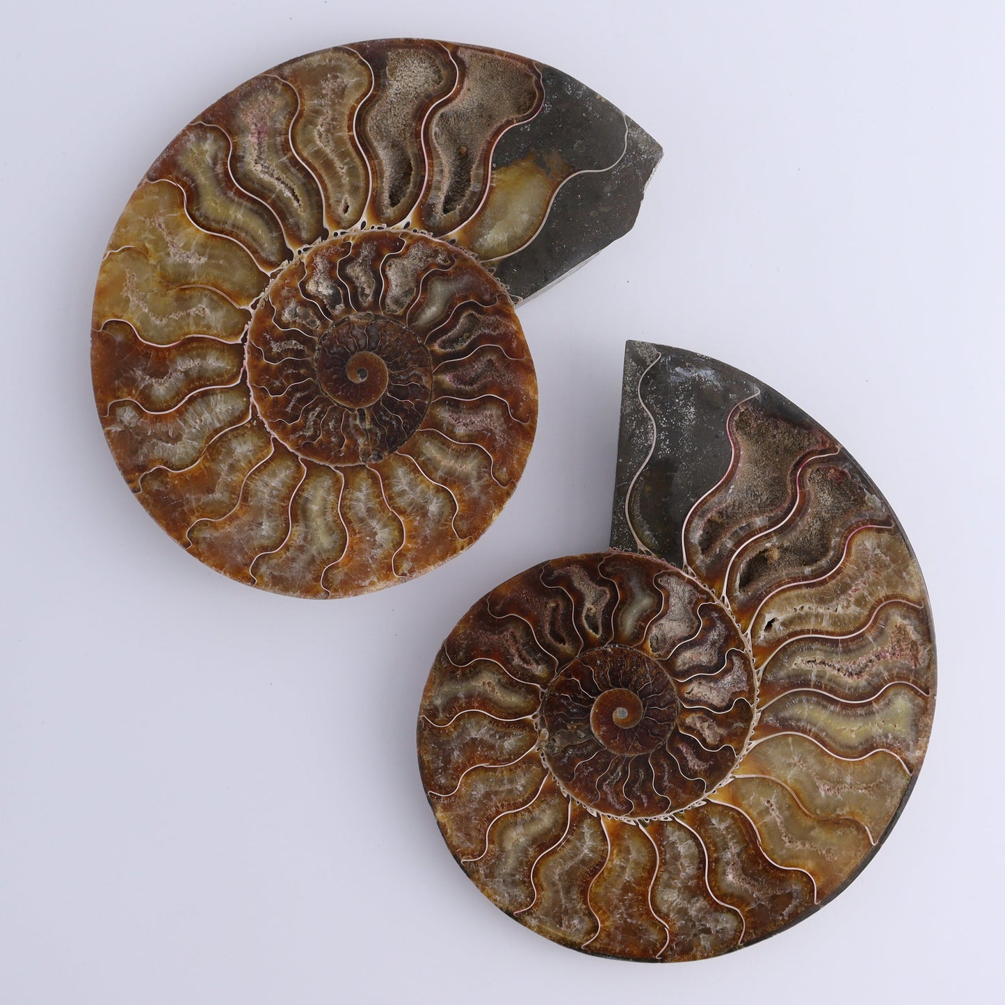 Ammonite Shells Set of 6 - Expert Wholesale and Supplier of Wholesale Crystals & Bulk Gemstones, ["Ammonite","Madagascar","shells"]