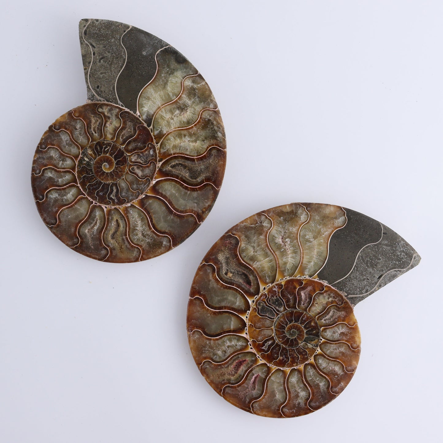 Ammonite Shells Set of 6 - Expert Wholesale and Supplier of Wholesale Crystals & Bulk Gemstones, ["Ammonite","Madagascar","shells"]