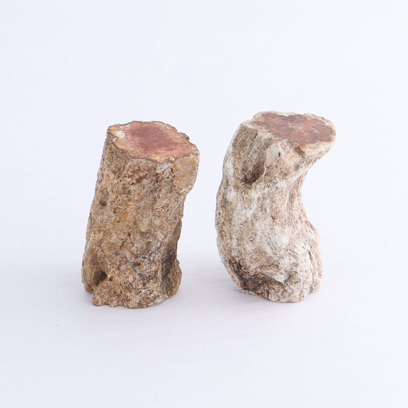 Petrified Wood Cut Bases Set of 10 - Expert Wholesale and Supplier of Wholesale Crystals & Bulk Gemstones, ["Cut Base","Petrified Wood"]