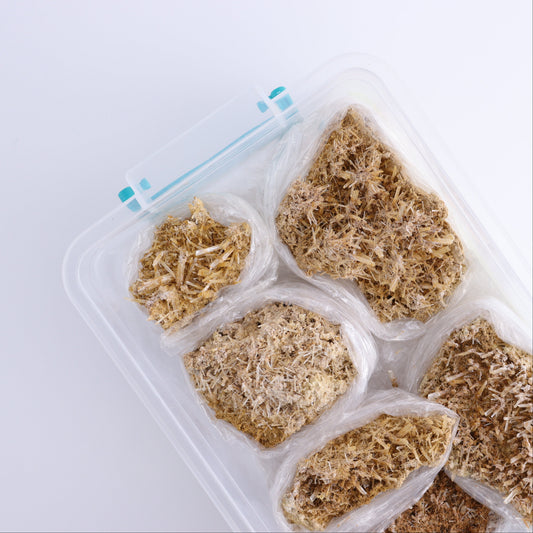 Selenite Gypsum from Morocco Flat