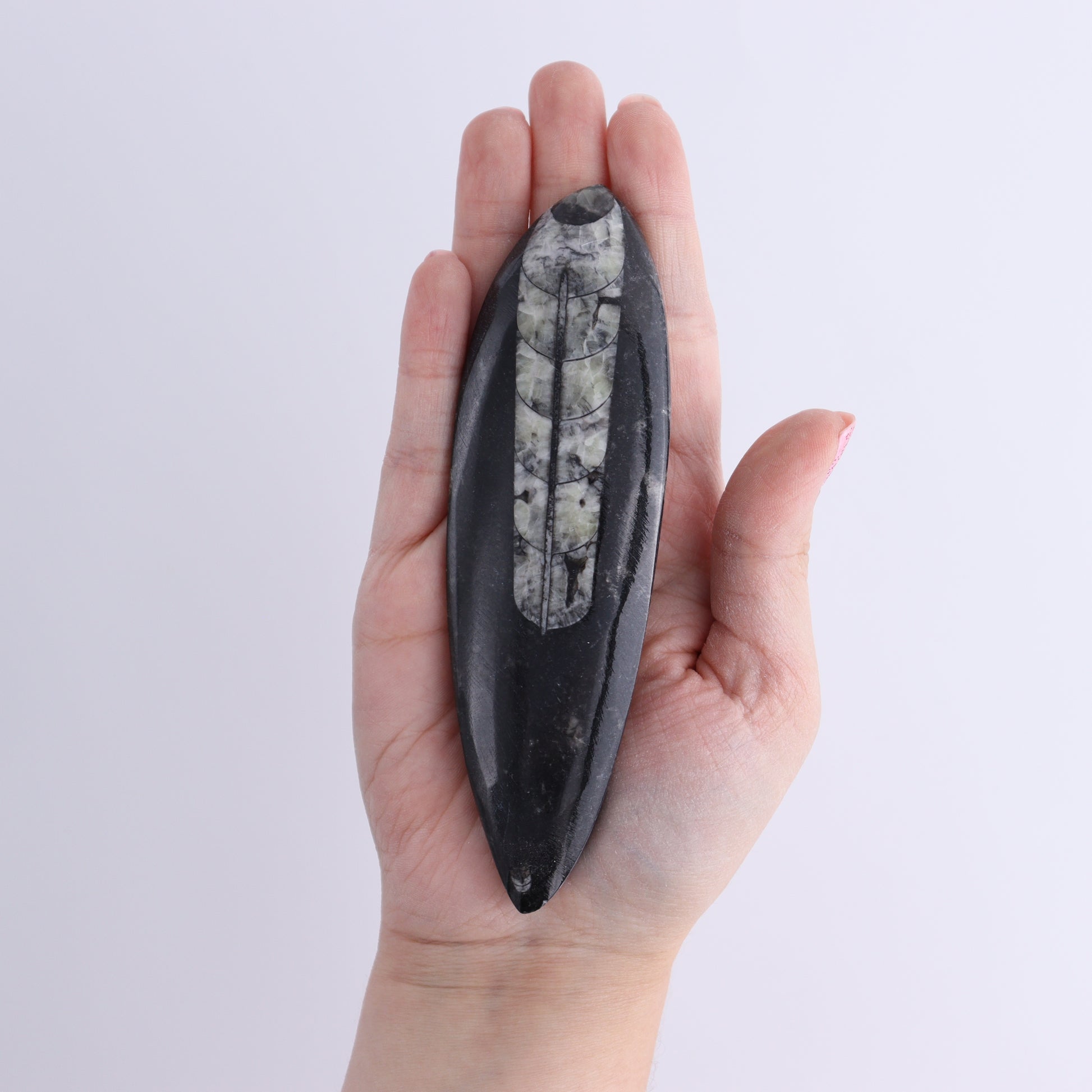 Orthoceras Polished Set of 5 - Expert Wholesale and Supplier of Wholesale Crystals & Bulk Gemstones, ["Orthoceras","Polished"]