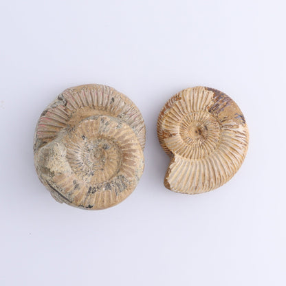Fossilized Ammonite Set of 9 - Expert Wholesale and Supplier of Wholesale Crystals & Bulk Gemstones, ["Ammonite","Fossilized Ammonite","Madagascar"]