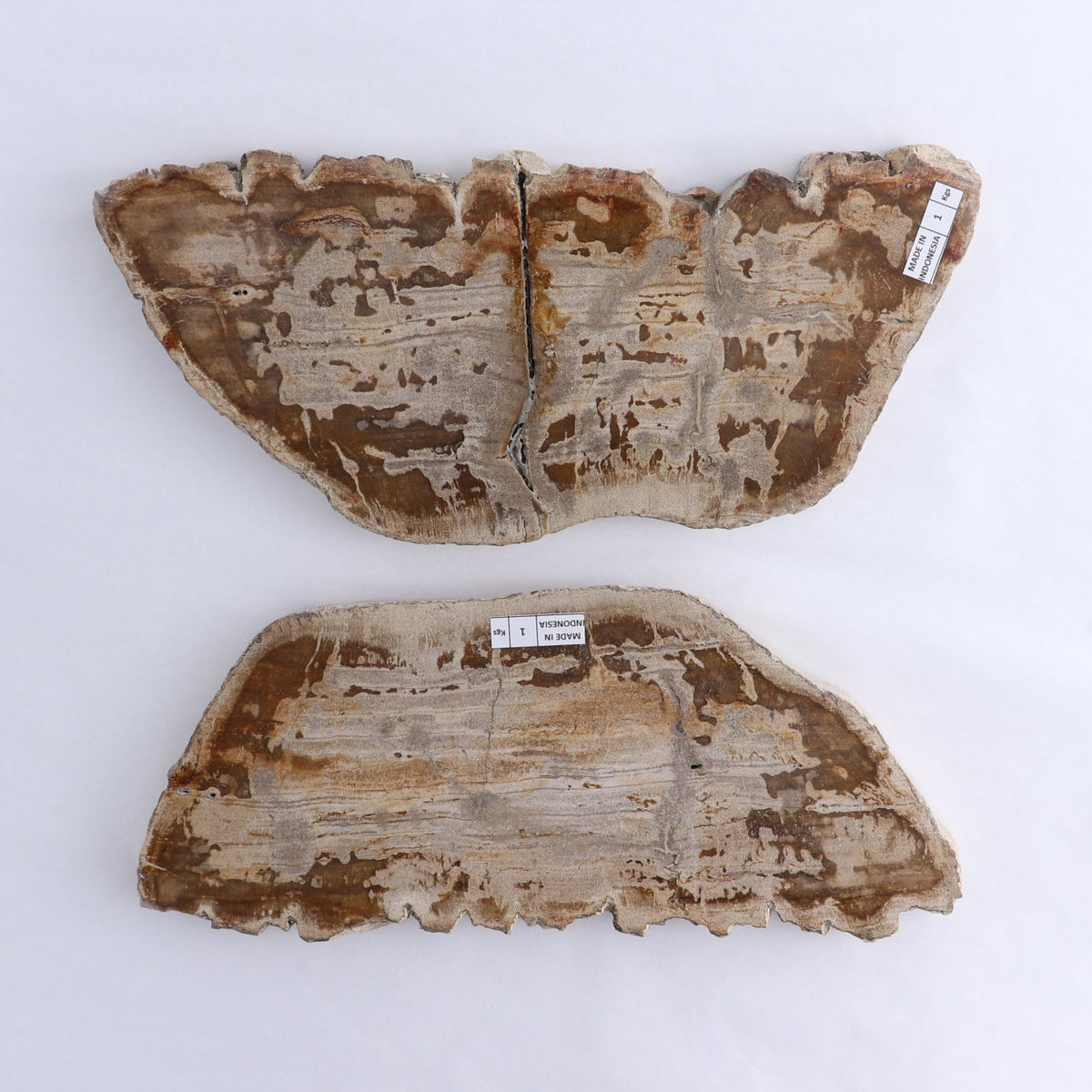 Petrified Wood Slices & Slabs Set of 2