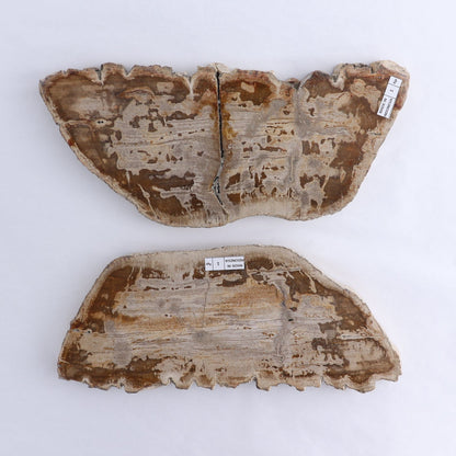 Petrified Wood Slices & Slabs Set of 2