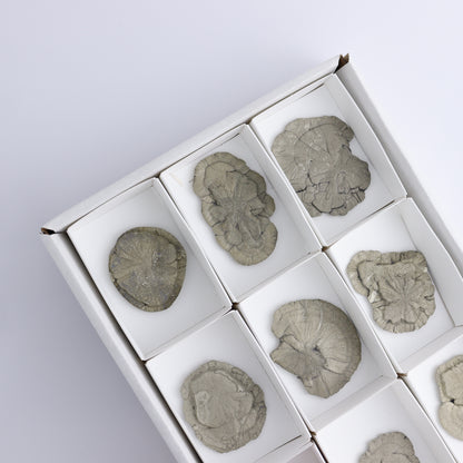 Pyrite Suns Flat of 9 - Expert Wholesale and Supplier of Wholesale Crystals & Bulk Gemstones, ["Pyrite","Suns","United States"]