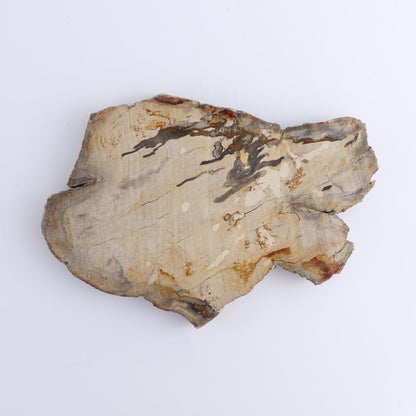 Petrified Wood Slices & Slabs Set of 4