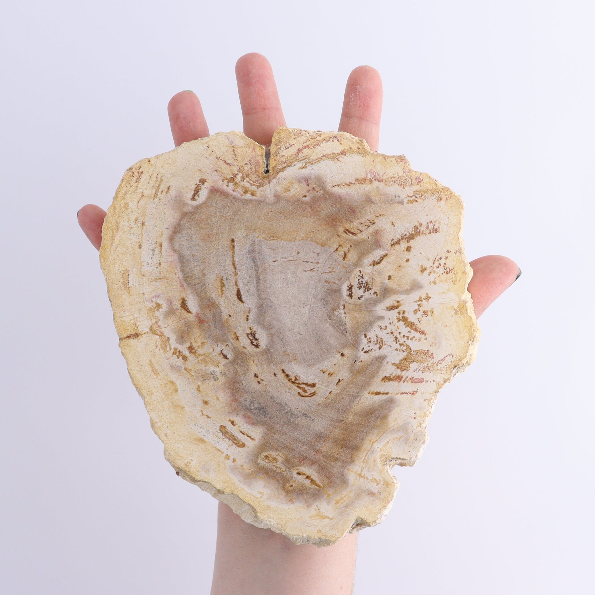 Petrified Wood Slices & Slabs Set of 5 - Expert Wholesale and Supplier of Wholesale Crystals & Bulk Gemstones, ["Freeforms","Indonesia","Petrified Wood","Slices and Slabs"]