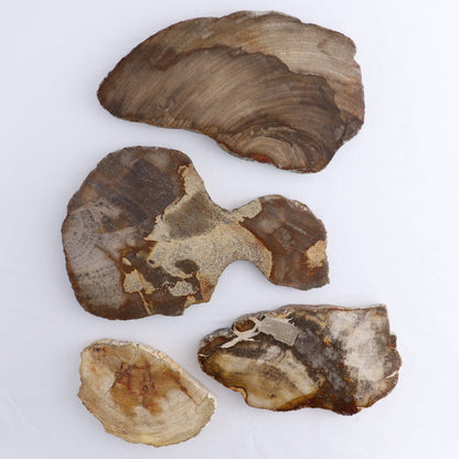 Petrified Wood Slices & Slabs Set of 4