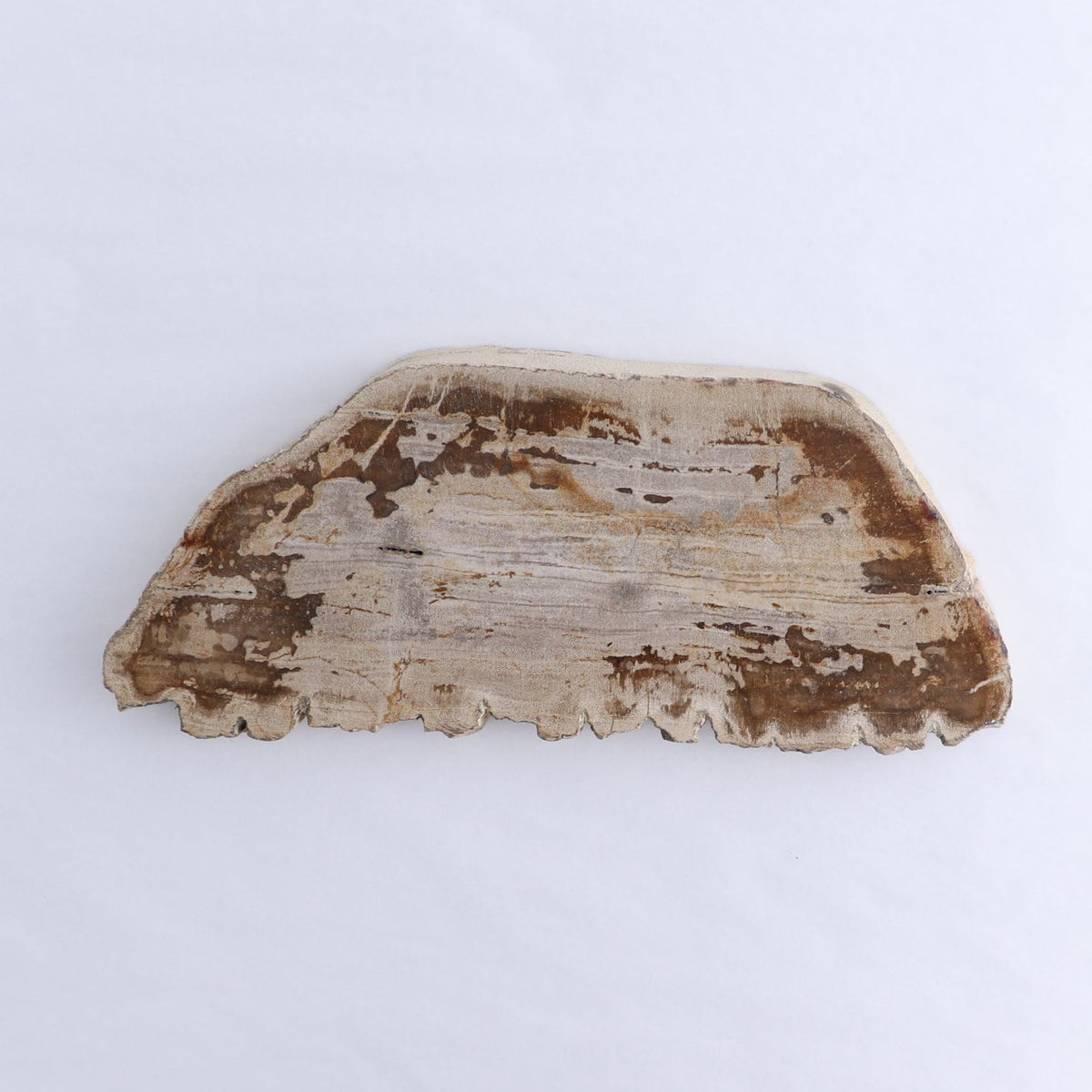 Petrified Wood Slices & Slabs Set of 2