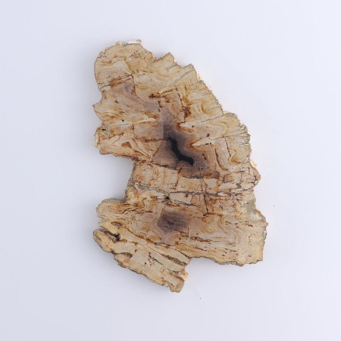 Petrified Wood Slices & Slabs Set of 4