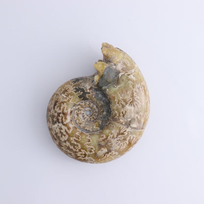 Agate Shells Set of 3 - Expert Wholesale and Supplier of Wholesale Crystals & Bulk Gemstones, ["Agate","Madagascar","shells"]