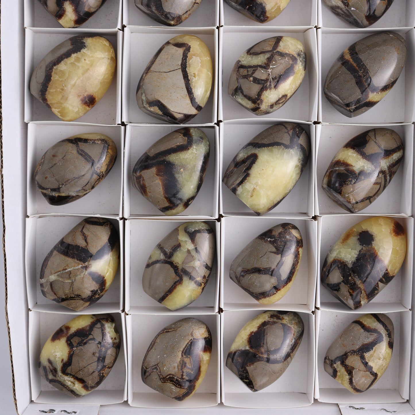 Septarian Freeforms Set of 24 - Expert Wholesale and Supplier of Wholesale Crystals & Bulk Gemstones, ["Freeforms","Madagascar","Septarian"]
