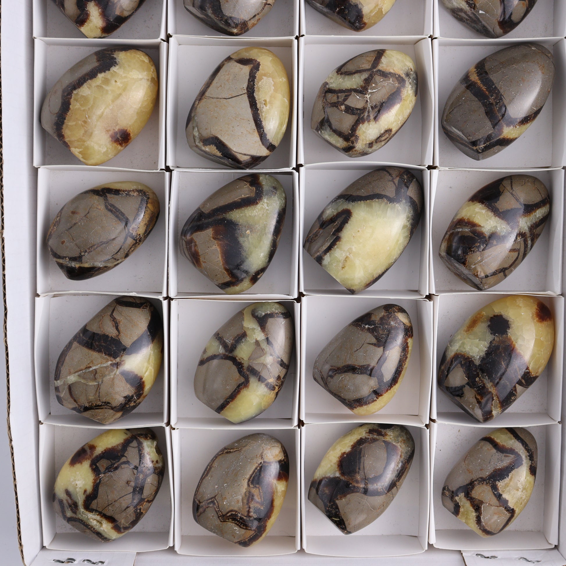 Septarian Freeforms Set of 24 - Expert Wholesale and Supplier of Wholesale Crystals & Bulk Gemstones, ["Freeforms","Madagascar","Septarian"]