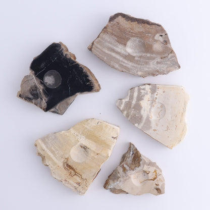 Petrified Wood Sphere Holders Set of 5 - Expert Wholesale and Supplier of Wholesale Crystals & Bulk Gemstones, ["Petrified Wood","sphere holder"]