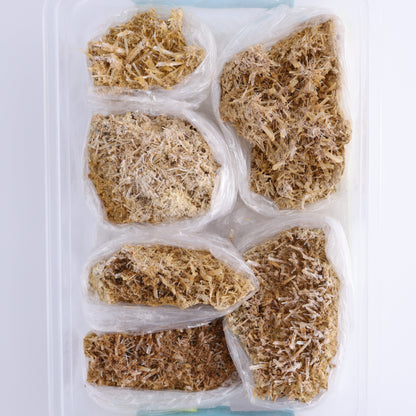 Selenite Gypsum from Morocco Flat