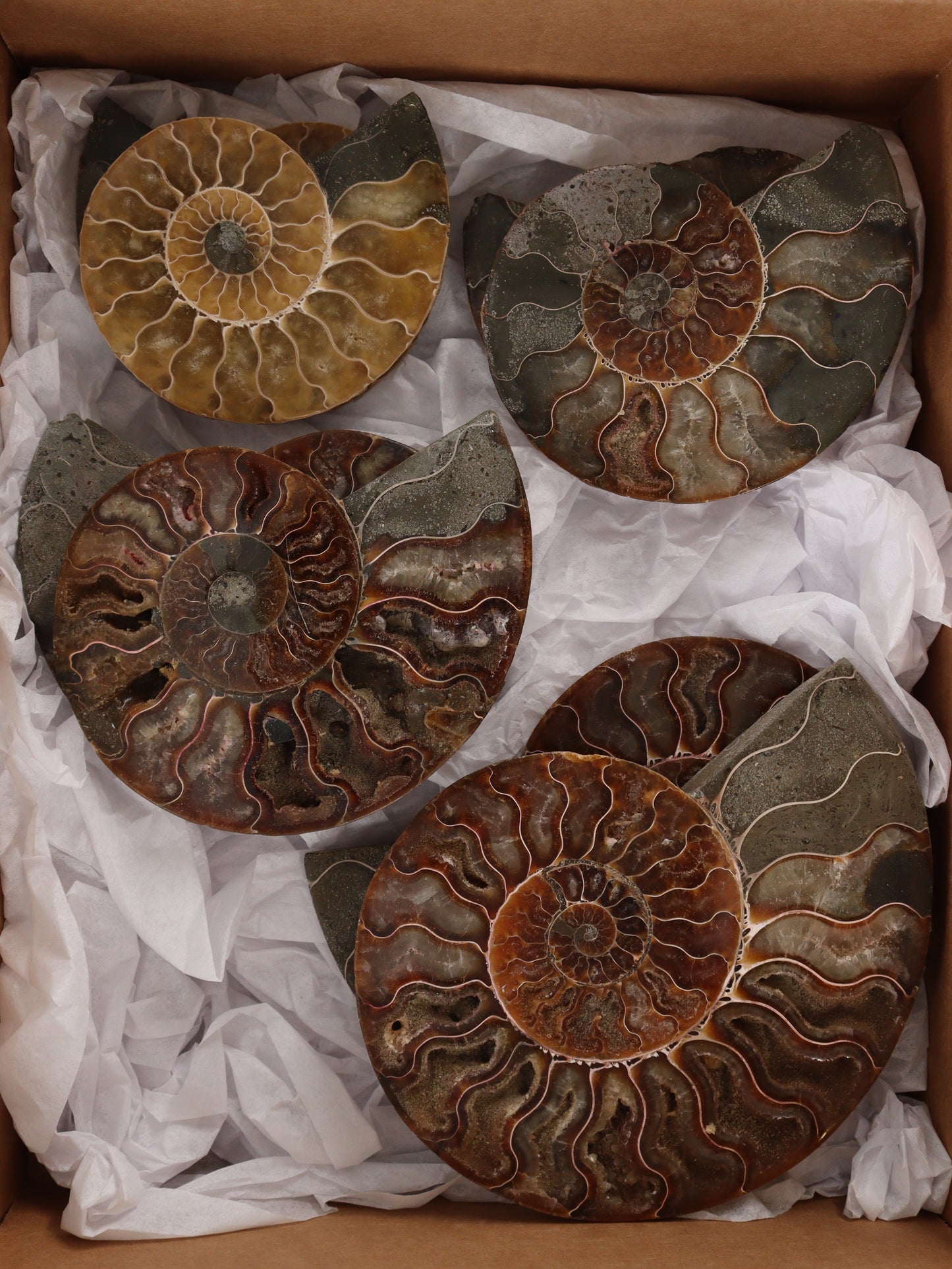 Ammonite Pairs Set of 4