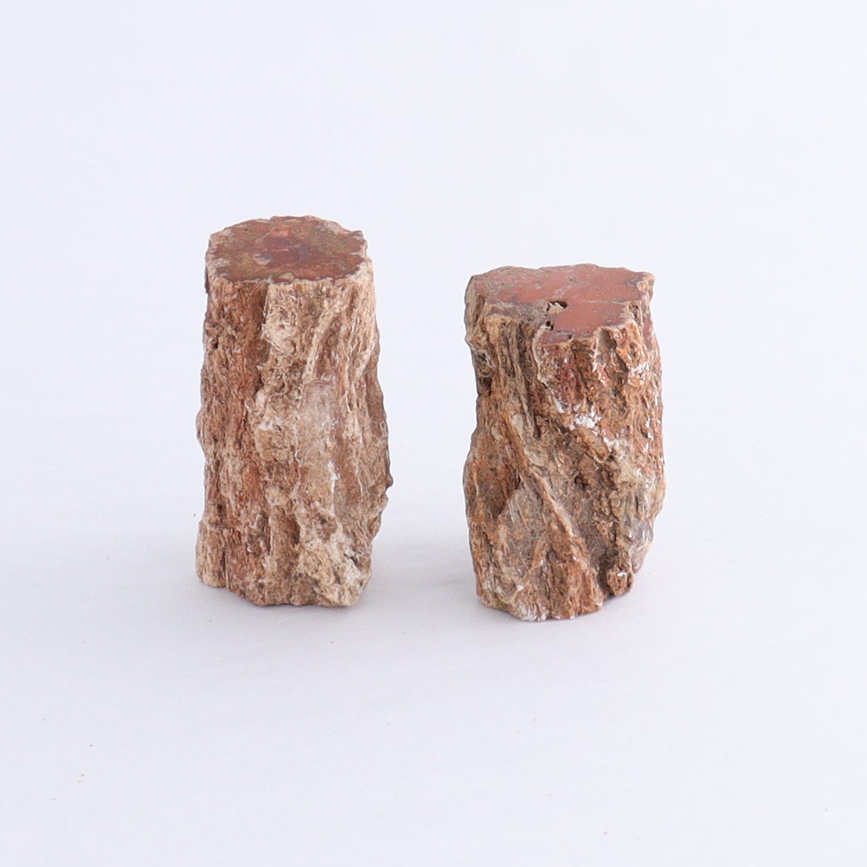 Petrified Wood Cut Bases Set of 10 - Expert Wholesale and Supplier of Wholesale Crystals & Bulk Gemstones, ["Cut Base","Petrified Wood"]