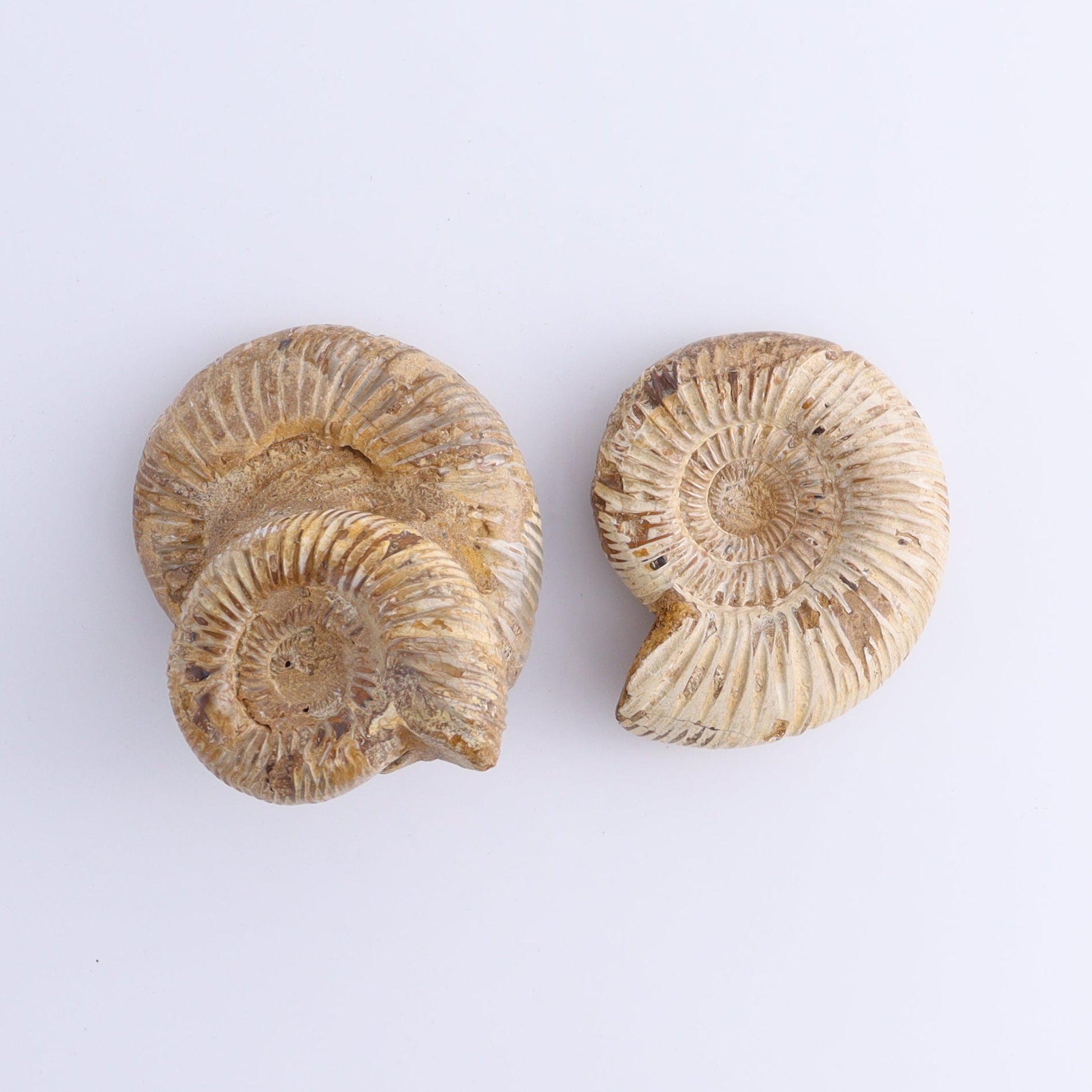Fossilized Ammonite Set of 9 - Expert Wholesale and Supplier of Wholesale Crystals & Bulk Gemstones, ["Ammonite","Fossilized Ammonite","Madagascar"]