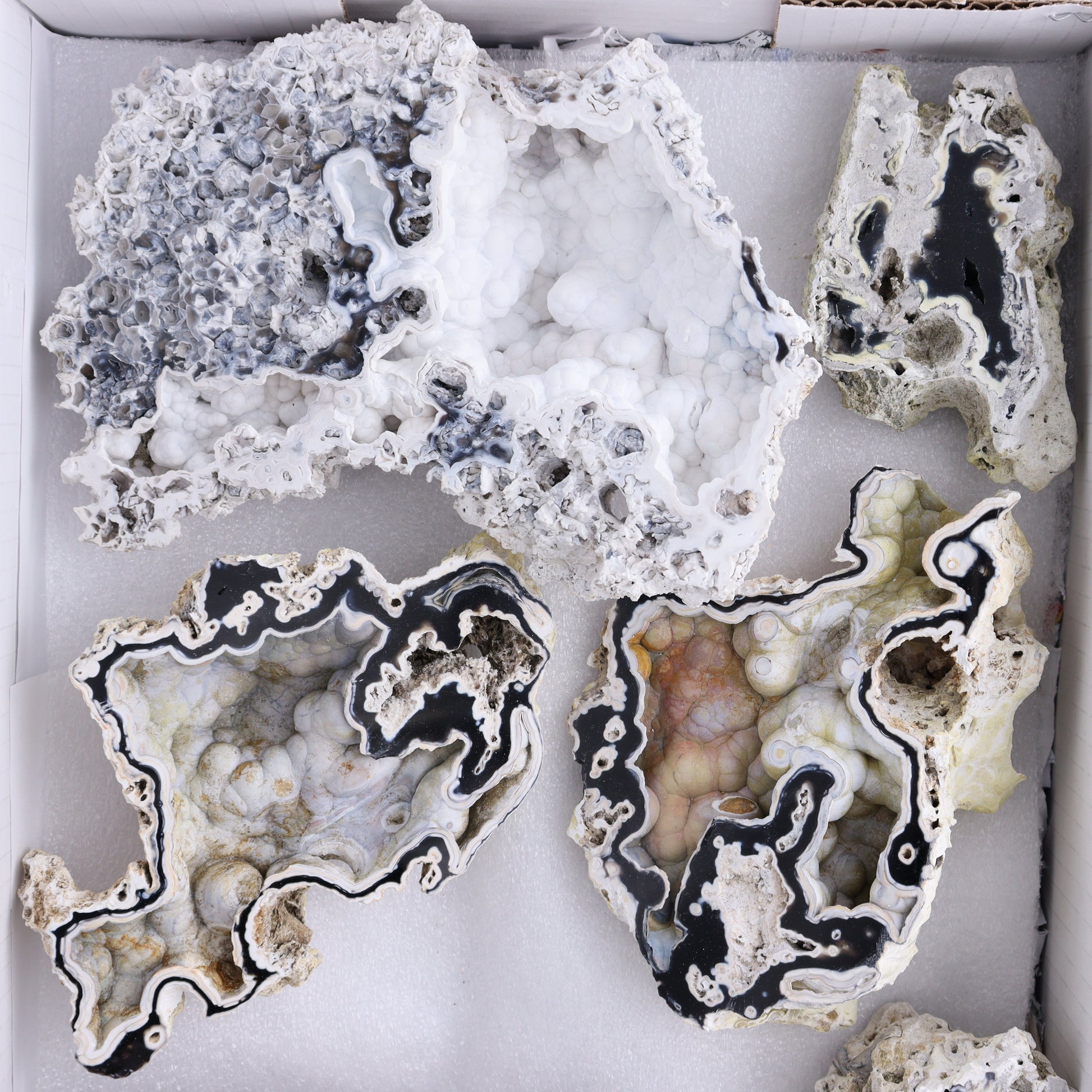 Agatized Coral Flat - Expert Wholesale and Supplier of Wholesale Crystals & Bulk Gemstones, ["Agate","Agatized Coral","Coral","United States"]
