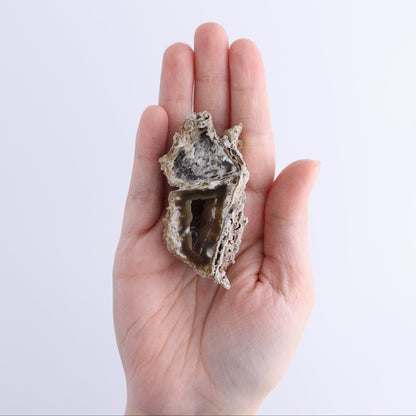 Agatized Coral Flat - Expert Wholesale and Supplier of Wholesale Crystals & Bulk Gemstones, ["Agate","Agatized Coral","Coral","United States"]