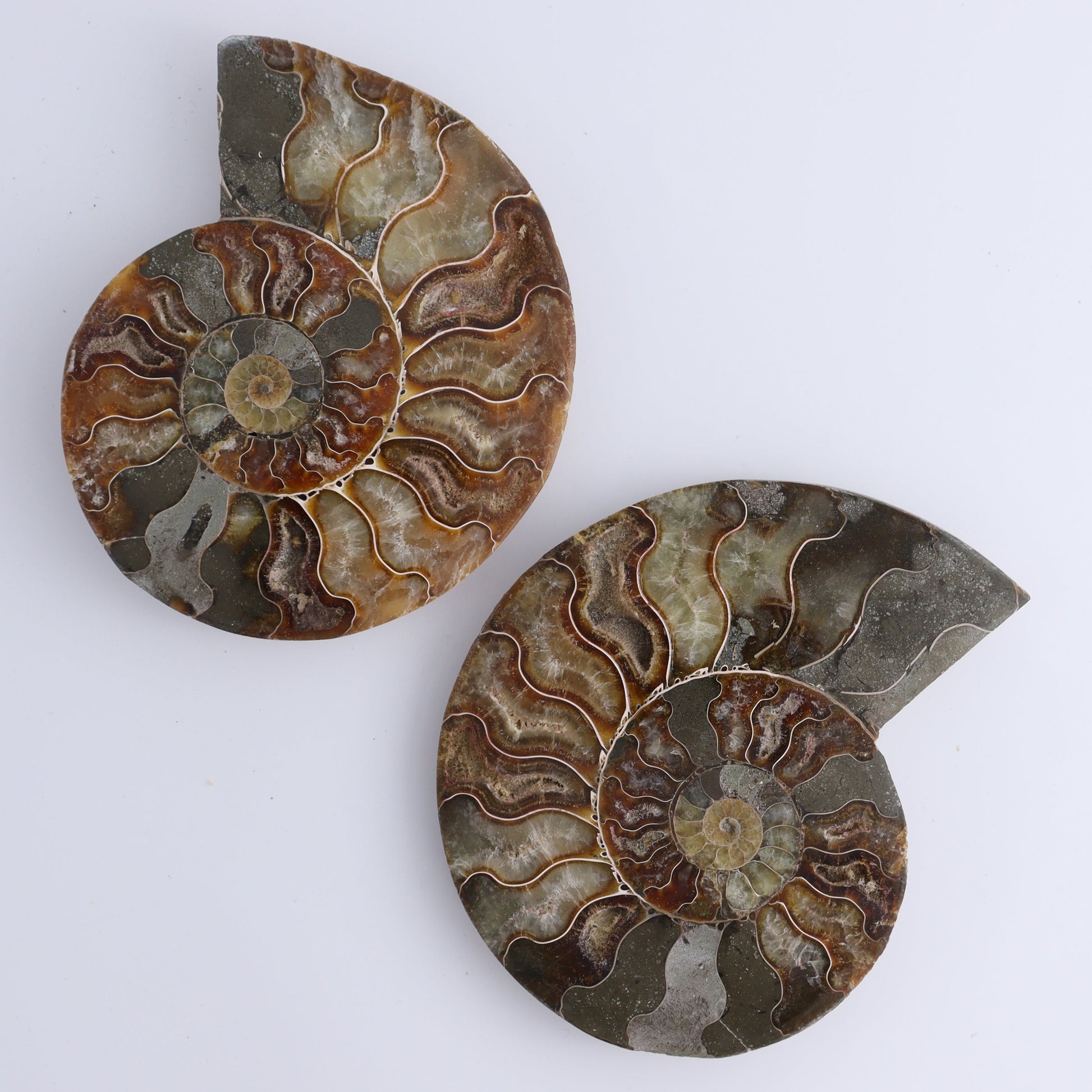 Ammonite Shells Set of 6 - Expert Wholesale and Supplier of Wholesale Crystals & Bulk Gemstones, ["Ammonite","Madagascar","shells"]