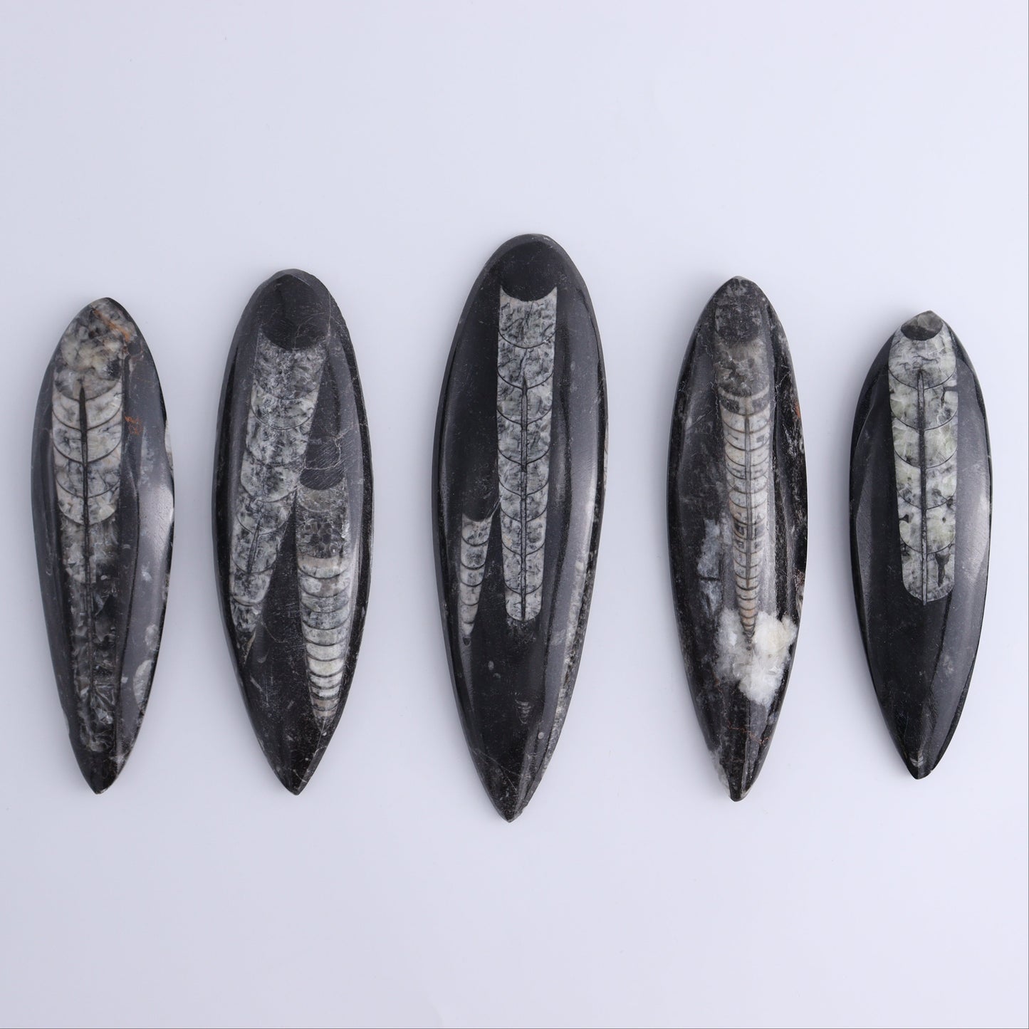 Orthoceras Polished Set of 5 - Expert Wholesale and Supplier of Wholesale Crystals & Bulk Gemstones, ["Orthoceras","Polished"]