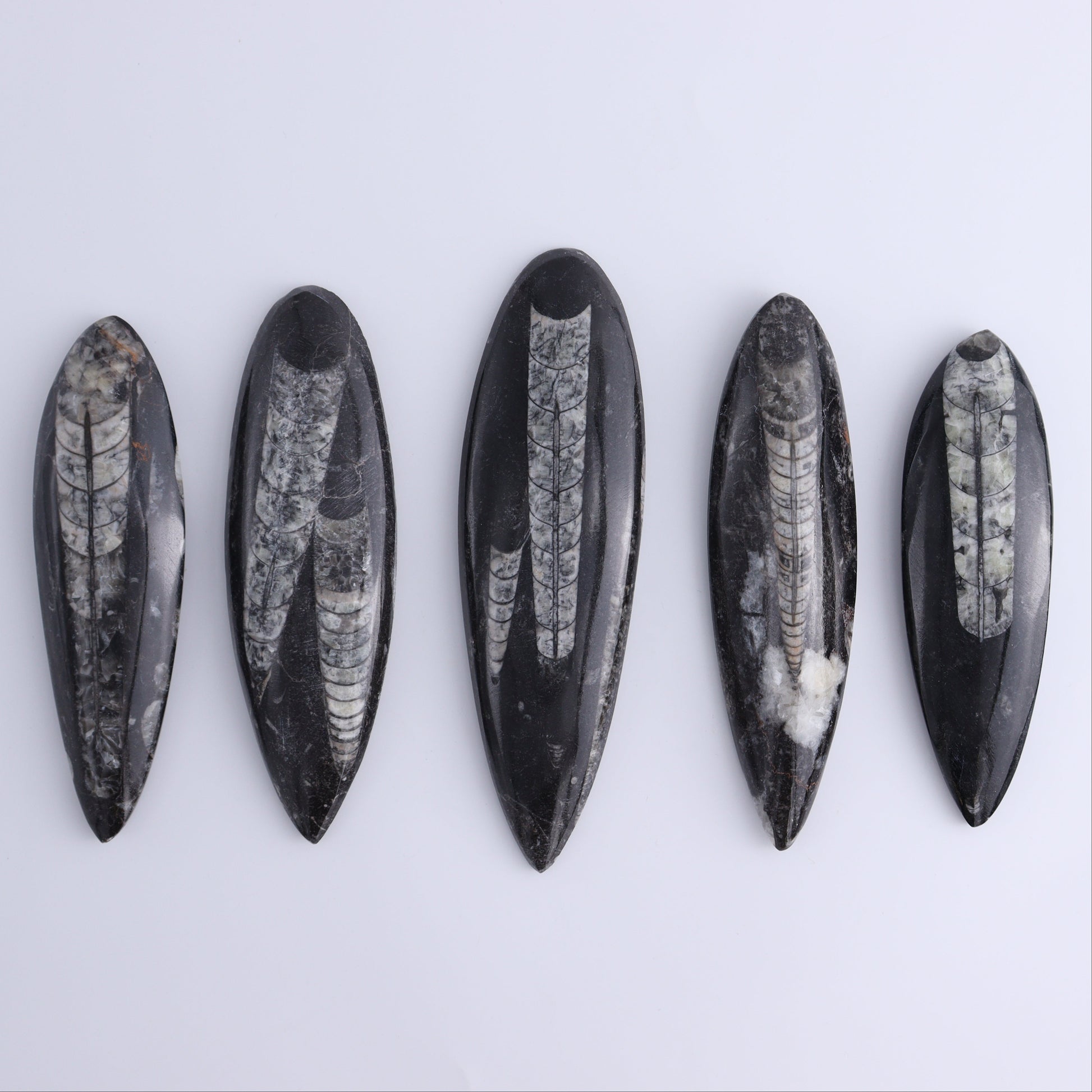 Orthoceras Polished Set of 5 - Expert Wholesale and Supplier of Wholesale Crystals & Bulk Gemstones, ["Orthoceras","Polished"]