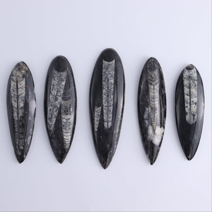 Orthoceras Polished Set of 5 - Expert Wholesale and Supplier of Wholesale Crystals & Bulk Gemstones, ["Orthoceras","Polished"]