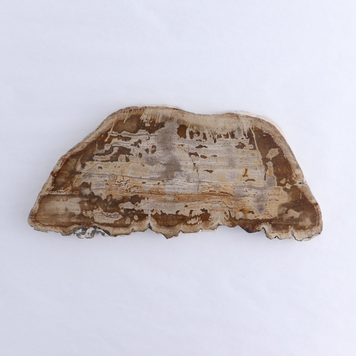 Petrified Wood Slices & Slabs Set of 2