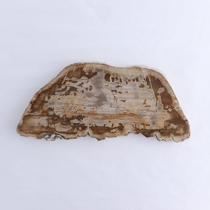 Petrified Wood Slices & Slabs Set of 2