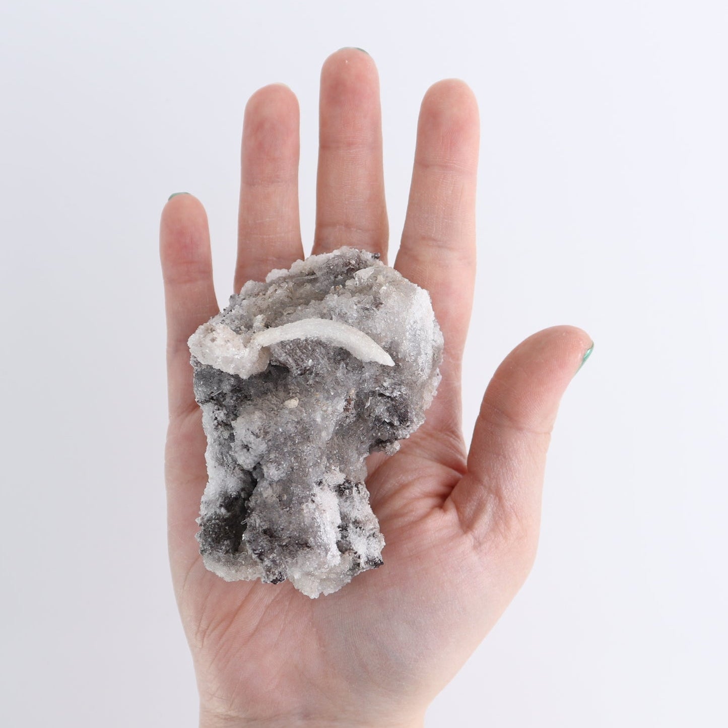 Rams Horn Selenite Flat