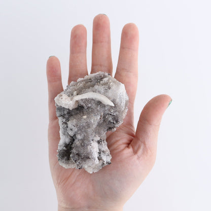 Rams Horn Selenite Flat