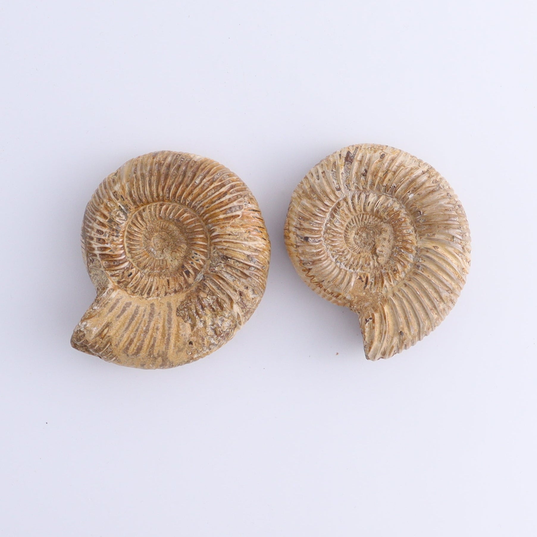 Fossilized Ammonite Set of 9 - Expert Wholesale and Supplier of Wholesale Crystals & Bulk Gemstones, ["Ammonite","Fossilized Ammonite","Madagascar"]