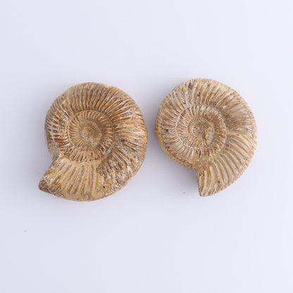 Fossilized Ammonite Set of 9 - Expert Wholesale and Supplier of Wholesale Crystals & Bulk Gemstones, ["Ammonite","Fossilized Ammonite","Madagascar"]