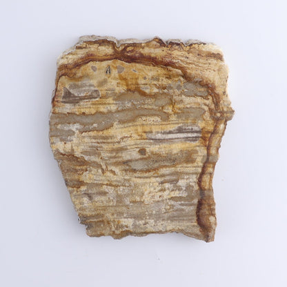 Petrified Wood Slices & Slabs Set of 4