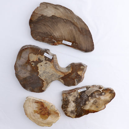 Petrified Wood Slices & Slabs Set of 4