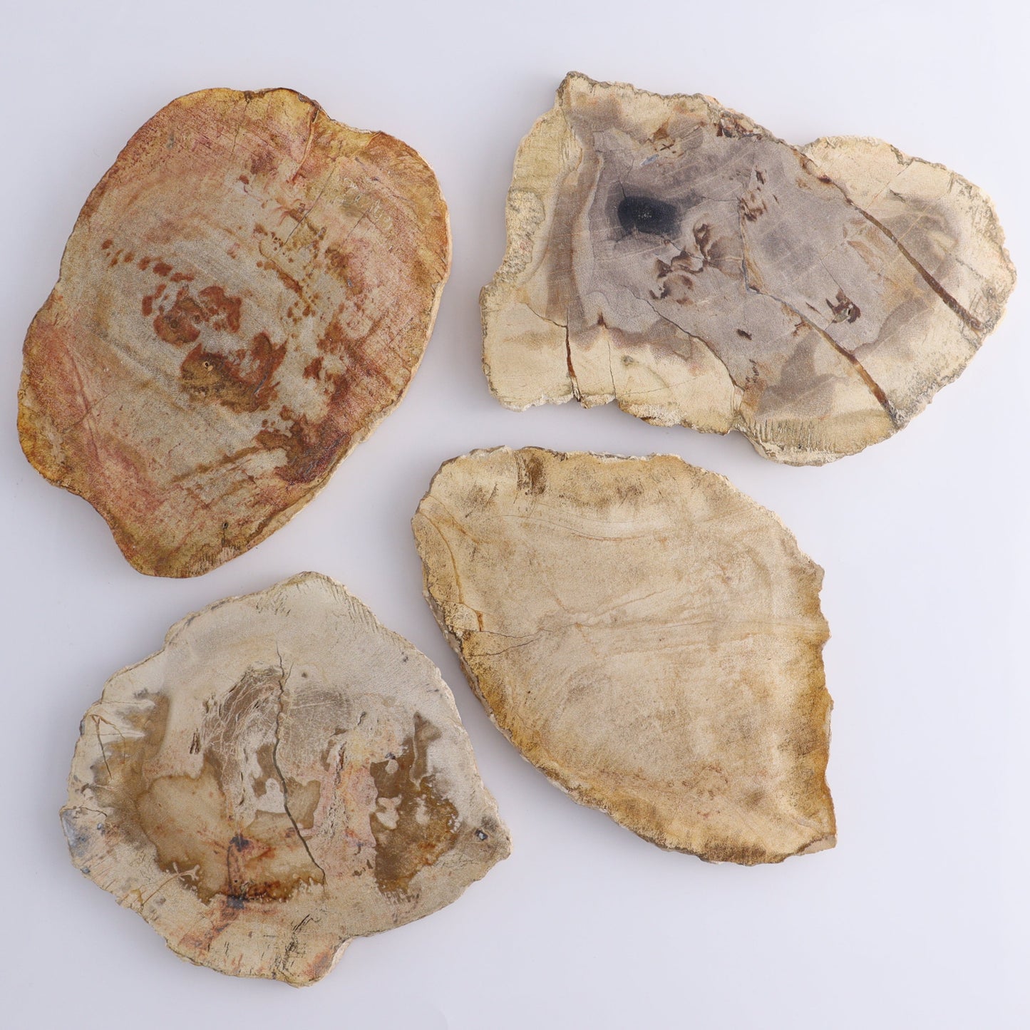 Petrified Wood Slices & Slabs Set of 4 - Expert Wholesale and Supplier of Wholesale Crystals & Bulk Gemstones, ["Freeforms","Indonesia","Petrified Wood","Slices and Slabs"]