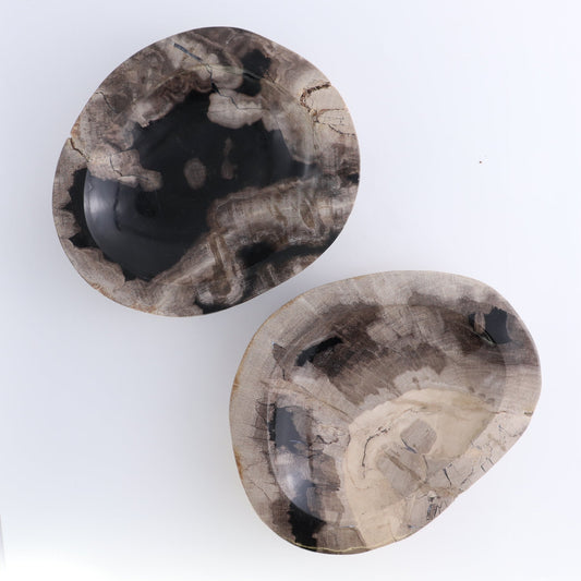 One Petrified Wood Black & Beige Polished Bowl
