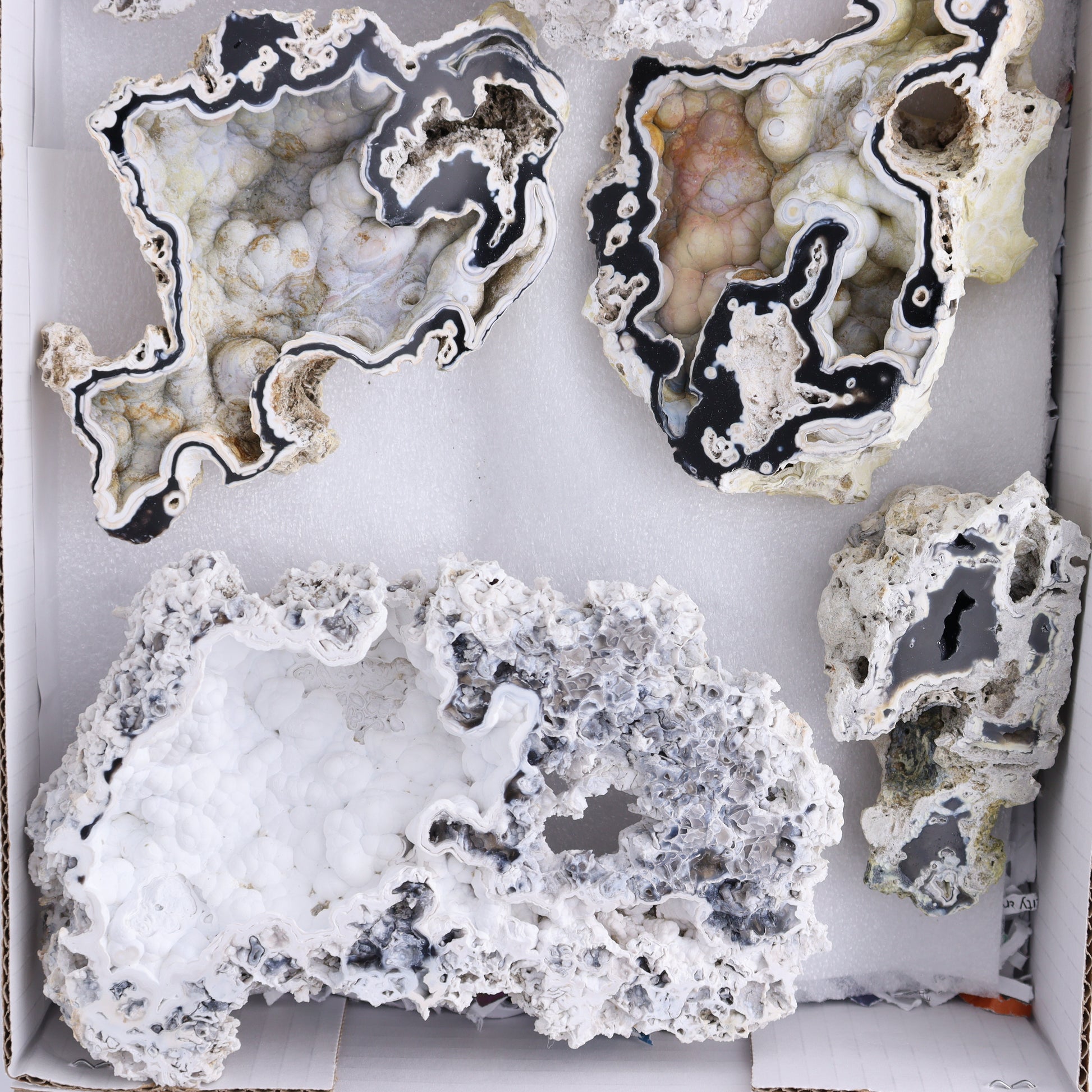 Agatized Coral Flat - Expert Wholesale and Supplier of Wholesale Crystals & Bulk Gemstones, ["Agate","Agatized Coral","Coral","United States"]