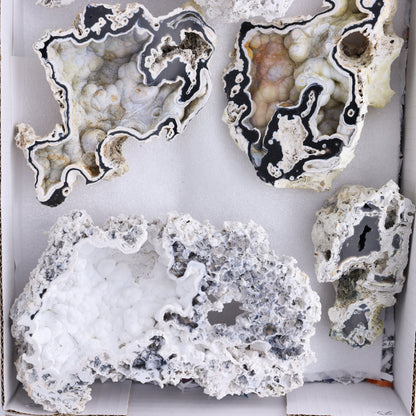 Agatized Coral Flat - Expert Wholesale and Supplier of Wholesale Crystals & Bulk Gemstones, ["Agate","Agatized Coral","Coral","United States"]