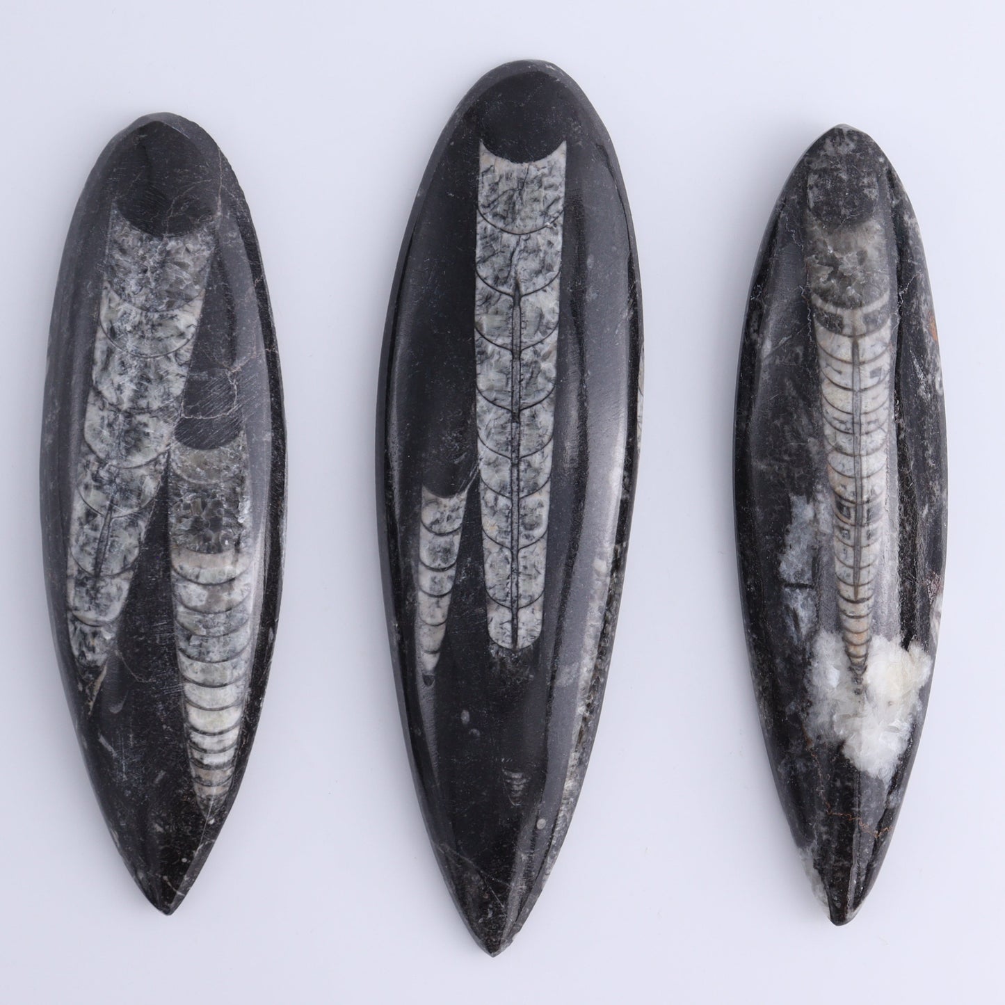 Orthoceras Polished Set of 5 - Expert Wholesale and Supplier of Wholesale Crystals & Bulk Gemstones, ["Orthoceras","Polished"]