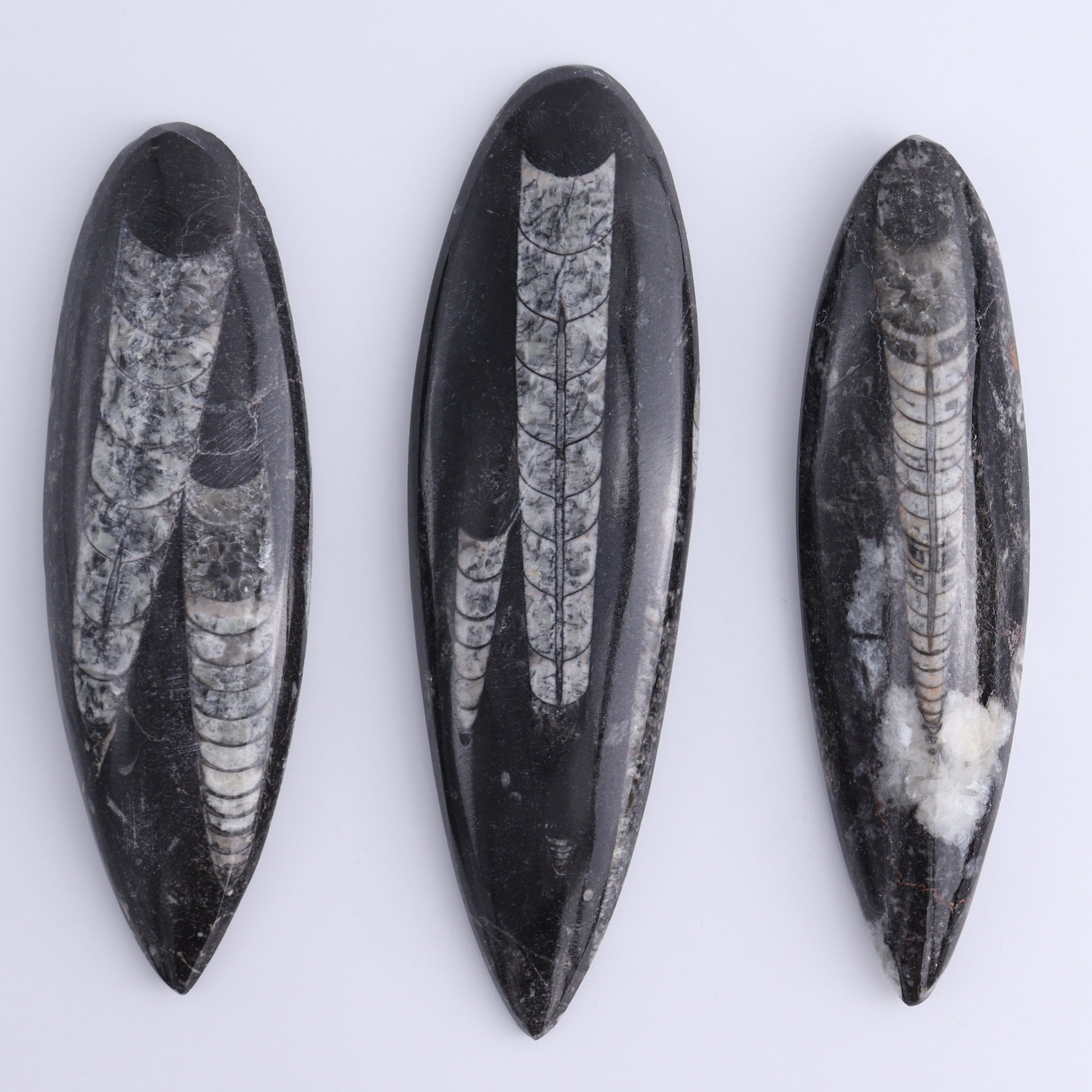 Orthoceras Polished Set of 5 - Expert Wholesale and Supplier of Wholesale Crystals & Bulk Gemstones, ["Orthoceras","Polished"]