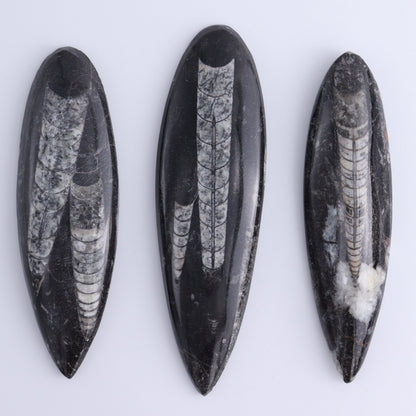 Orthoceras Polished Set of 5 - Expert Wholesale and Supplier of Wholesale Crystals & Bulk Gemstones, ["Orthoceras","Polished"]