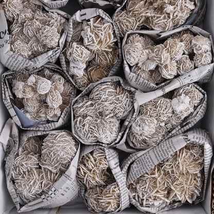 Desert Rose Set of 13 - Expert Wholesale and Supplier of Wholesale Crystals & Bulk Gemstones, ["Desert Rose","Freeforms","Morocco"]